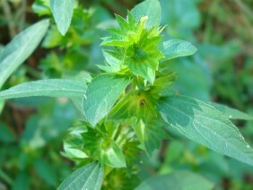 Acalypha gracilens Slender Threeseed Mercury