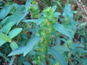 Acalypha gracilens Slender Threeseed Mercury