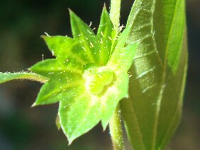 Acalypha gracilens Slender Threeseed Mercury