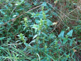 Acalypha gracilens Slender Threeseed Mercury