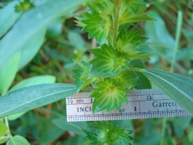 Acalypha gracilens Slender Threeseed Mercury