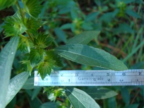 Acalypha gracilens Slender Threeseed Mercury