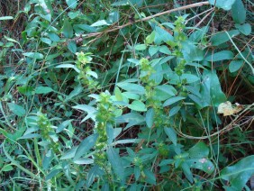 Acalypha gracilens Slender Threeseed Mercury