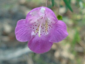 Agalinis tenuifolia Slenderleaf False Foxglove