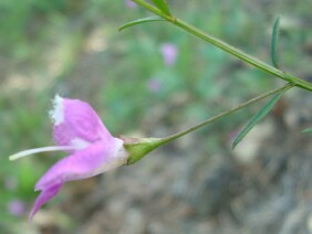 Agalinis tenuifolia Slenderleaf False Foxglove