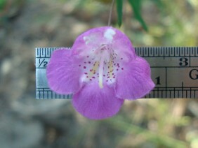 Agalinis tenuifolia Slenderleaf False Foxglove