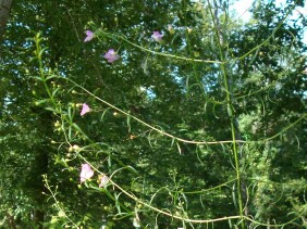 Agalinis tenuifolia Slenderleaf False Foxglove