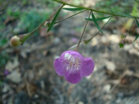 Agalinis tenuifolia Slenderleaf False Foxglove