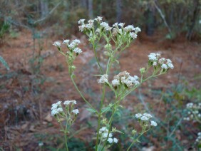 Ageratina aromatica Lesser Snakeroot