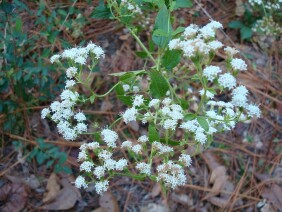 Ageratina aromatica Lesser Snakeroot