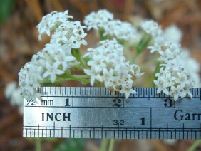 Ageratina aromatica Lesser Snakeroot