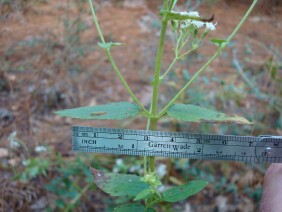 Ageratina aromatica Lesser Snakeroot