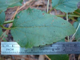 Ageratina aromatica Lesser Snakeroot