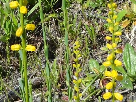 Aletris aurea Golden Colicroot