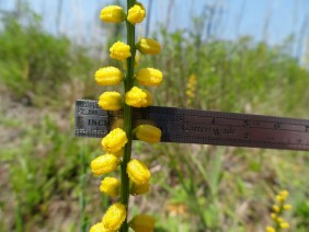 Aletris aurea Golden Colicroot