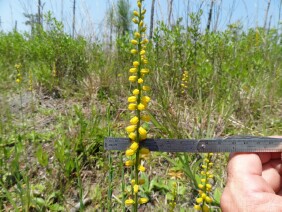 Aletris aurea Golden Colicroot