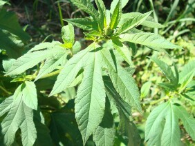 Ambrosia trifida Great Ragweed