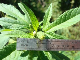 Ambrosia trifida Great Ragweed