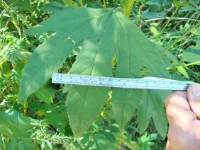 Ambrosia trifida Great Ragweed