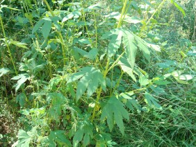 Ambrosia trifida Great Ragweed