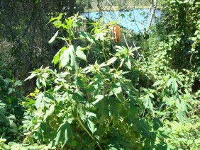 Ambrosia trifida Great Ragweed