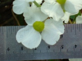 Sagittaria latifolia