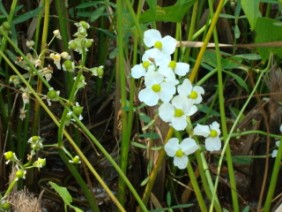 Sagittaria latifolia