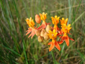 Asclepias lanceolata Fewflower Milkweed