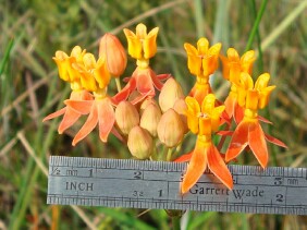 Asclepias lanceolata Fewflower Milkweed