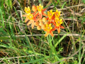 Asclepias lanceolata Fewflower Milkweed