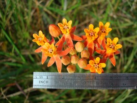 Asclepias lanceolata Fewflower Milkweed