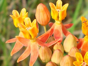 Asclepias lanceolata Fewflower Milkweed