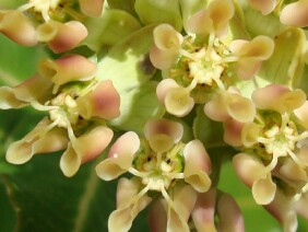 Asclepias obovata Pineland Milkweed