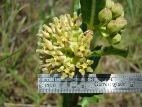 Asclepias obovata Pineland Milkweed