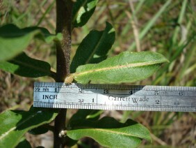 Asclepias obovata Pineland Milkweed