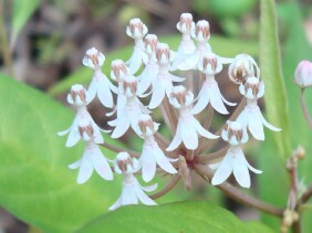 Asclepias perennis Aquatic Milkweed