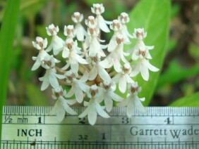 Asclepias perennis Aquatic Milkweed