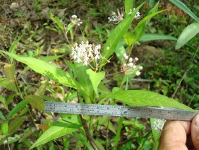 Asclepias perennis Aquatic Milkweed