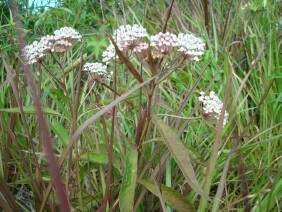 Asclepias perennis Aquatic Milkweed
