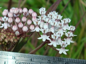 Asclepias perennis Aquatic Milkweed