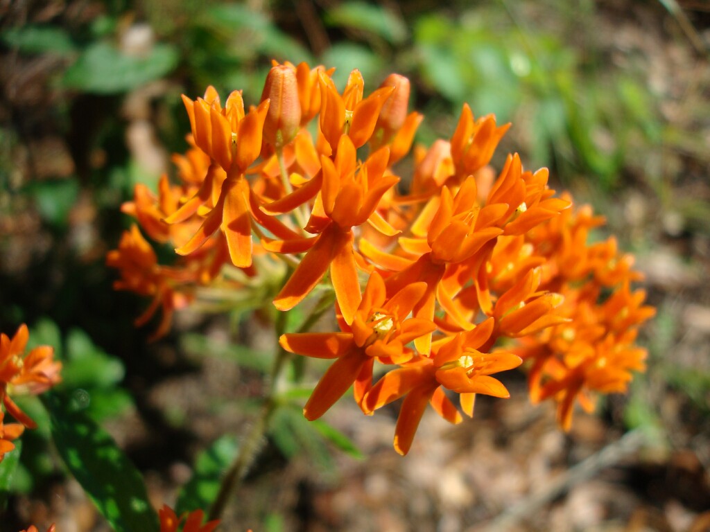 Asclepias tuberosa Butterfly Milkweed