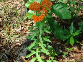 Asclepias tuberosa Butterfly Milkweed