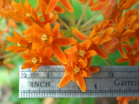 Asclepias tuberosa Butterfly Milkweed