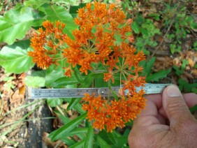 Asclepias tuberosa Butterfly Milkweed