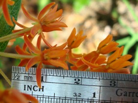 Asclepias tuberosa Butterfly Milkweed