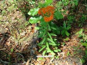 Asclepias tuberosa Butterfly Milkweed