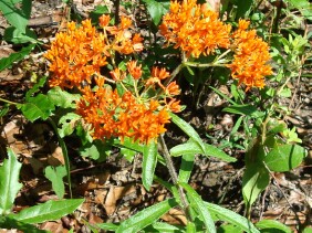 Asclepias tuberosa Butterfly Milkweed