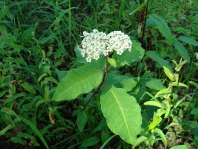 Asclepias variegata Redring Milkweed