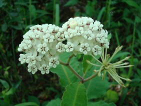 Asclepias variegata Redring Milkweed