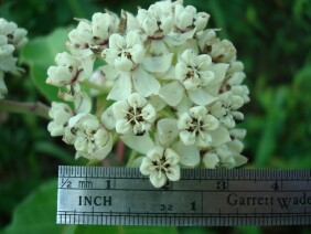 Asclepias variegata Redring Milkweed